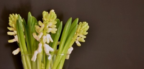 Der Jahreszeit voraus: Schnelle Frühlingsdeko mit Reh und Hyazinthen