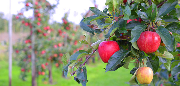 Apfelernte mit REWE - dem Obstbauern Alexander Krings über die Schulter geschaut
