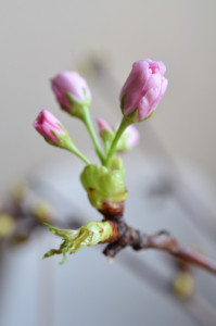 Frühlings-Blüte am Osterstrauch